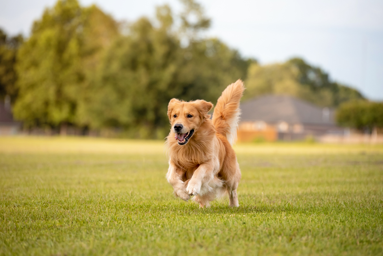 Are Certain Dog Breeds More Dangerous Than Others?